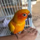 ببغاء الصن كنيور