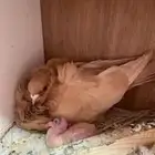 حمام كشكش