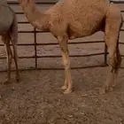 قعدان