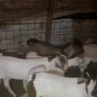 تيوس مقفله شحم للبيع