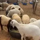 ذبايح للبيع