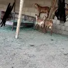 تيوس حص كفو فل شحم