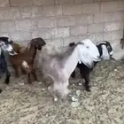 معزا مع بناتها وحده سديس وحده رباع وبناتها ذبايح