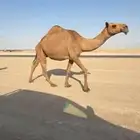 شعلا كفو