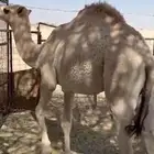 قعودين مقاريد متعديه السنه