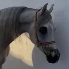 مهر واهو فاخر متعلم الاستاند