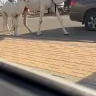 خلفه منيحه وكفو عليانيه حدرها قعود