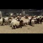 غنم نعيم متابيع .