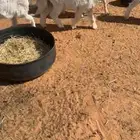 بهم حري طليان ورخال
