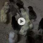 صوص دجاج العمر أسبوع