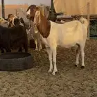 عنز هولنديه للبيع
