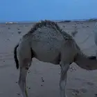 حاشي لباني