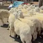 حريات حرش 30 راس