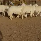 خرفان ضحايا فاخرات (تم البيع )