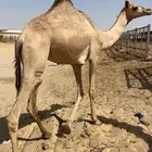 بكره