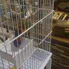 ببغاء لوري مصفوط