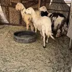 حريات