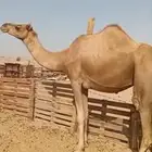 ناقه ثاني بطن لقحه