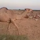 بيع بكره