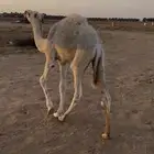 للبيع قعود قصب