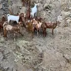 بهم تربية او ذبيايح