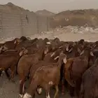 سواكني حمري مرابي شهرين