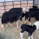 غنم نجد