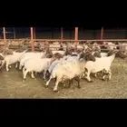 غنم نعيم دفيع