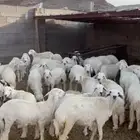طليان وتيوس للبيع
