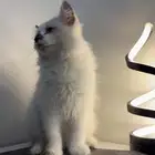 قطه