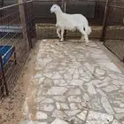 خروف حري مقفل شحم وفاخر من الاخر