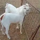 تيوس توأم بيشية