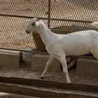 جفرة بيشيه صنف