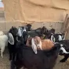 للبيع تيوس بلدي