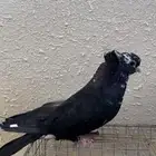 جوز قنادي كوريات