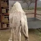 قعود مشروط من جميع العذاريب