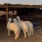 يوجود عندنا خرفان حريات بريه انتاج الغنم