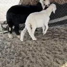 خروف حري ورخل