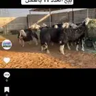 عرض بيع غنم فواخر