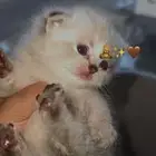 سكوتش دبل فولد وهيمالايا