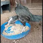 دجاجه بكستانيه