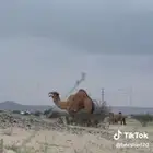 بعير احمر
