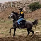 حصان