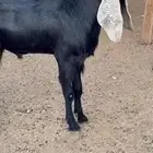 للبيع تيس معرف
