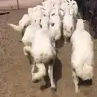 بهم رخال درجة أولى تم البيع