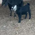 للبيع للبيع جفره طيبه