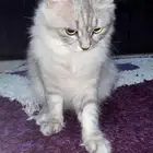 قطه تبني