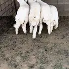 للبيع رخال حريه
