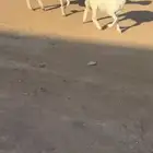 حريات خلفات