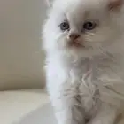 قطط قطه قط كيتن كتن